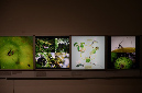 Wasp_exhibition__DSC3450